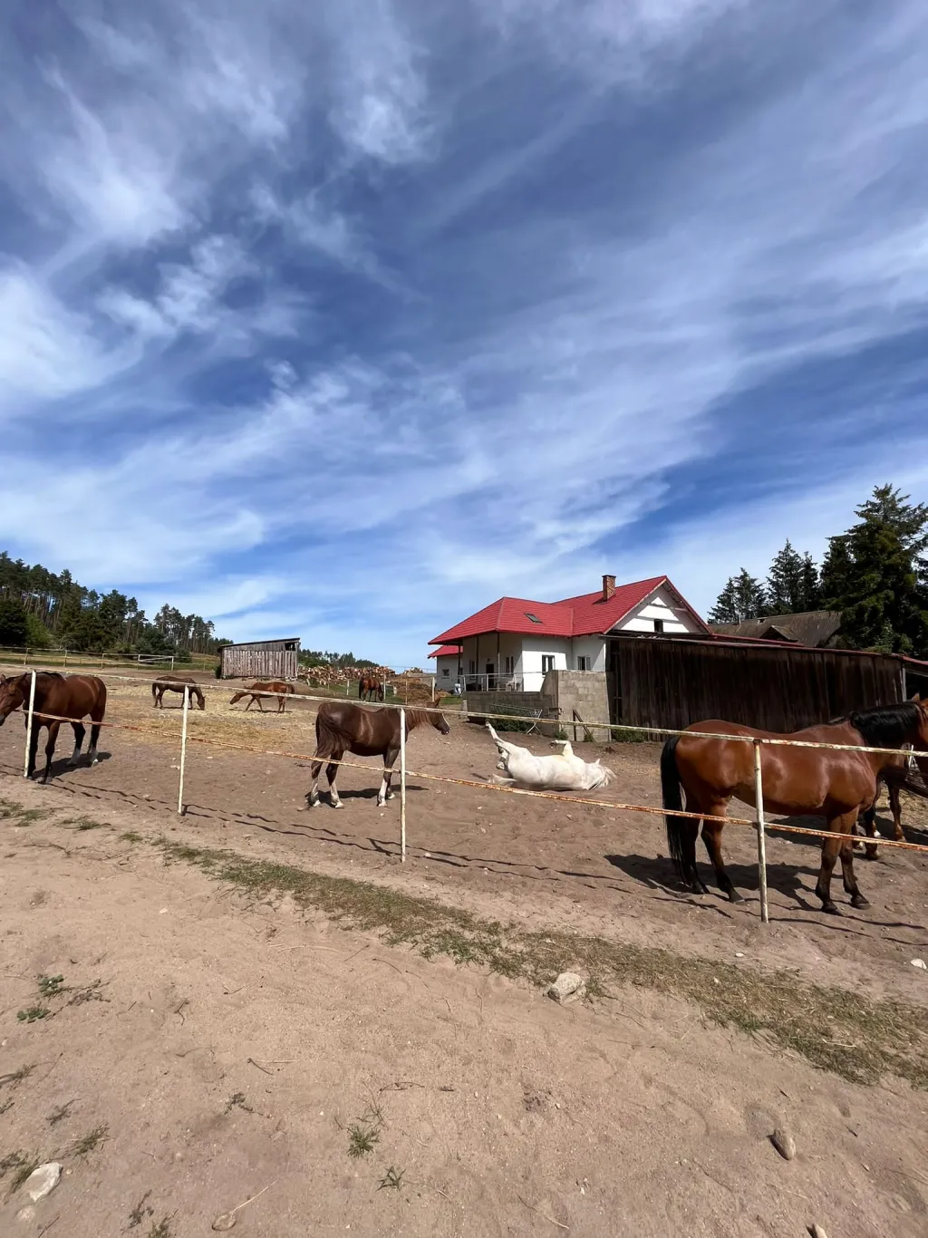 Konie na padoku przy stajni Baryłka z czerwonym dachem wśród sosen